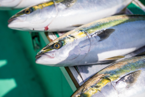 ワラサの釣果