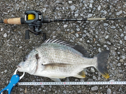 キチヌの釣果