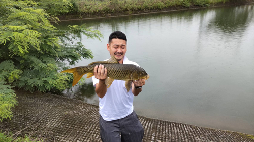 コイの釣果