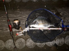 キビレの釣果