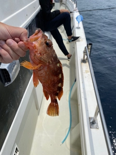 アラカブの釣果