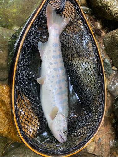 ヤマメの釣果