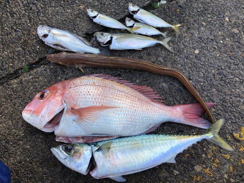 マダイの釣果