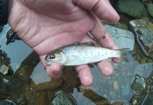 ヤマメの釣果