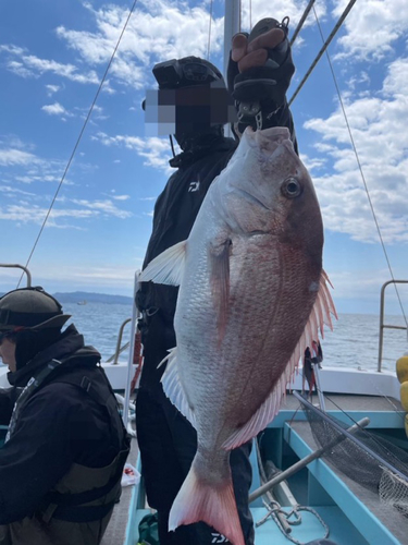 マダイの釣果