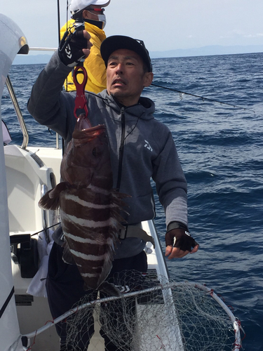 マハタの釣果