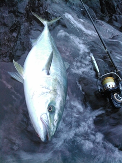 ブリの釣果