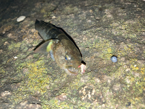 アカオビシマハゼの釣果