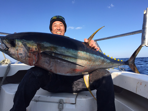 キハダマグロの釣果