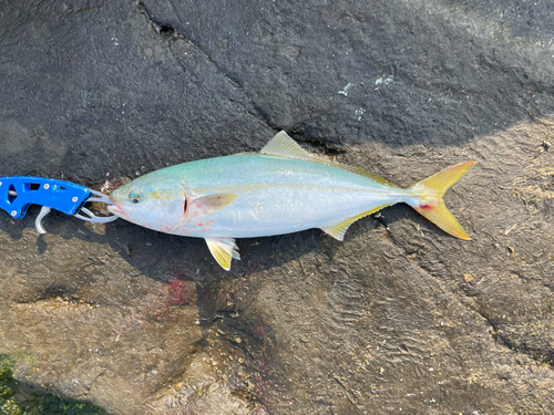 ワカシの釣果