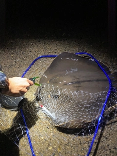 アカエイの釣果