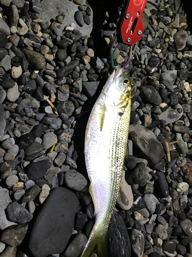 コノシロの釣果