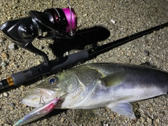 シーバスの釣果