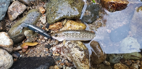 エゾイワナの釣果