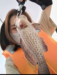 オオモンハタの釣果