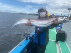 タチウオの釣果