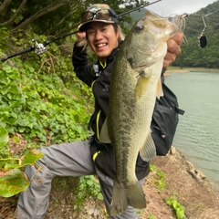 ブラックバスの釣果