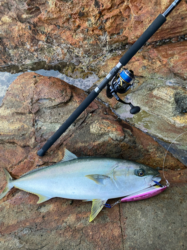 ヒラマサの釣果