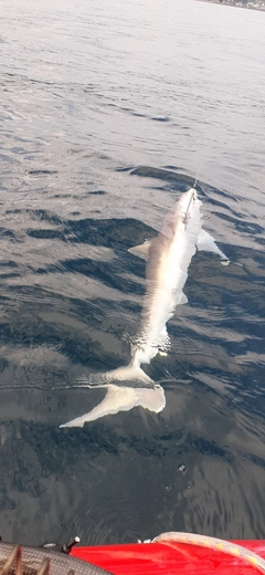 サメの釣果