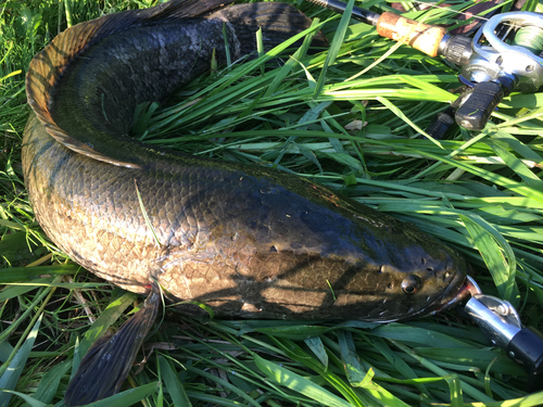 ビワコオオナマズの釣果