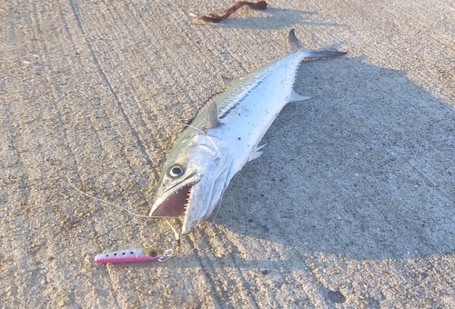 サゴシの釣果