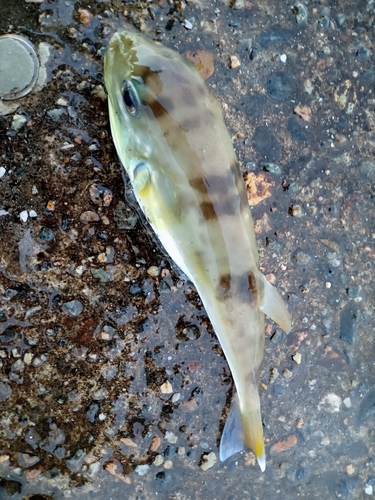 シロサバフグの釣果