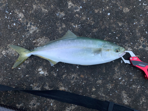 イナダの釣果