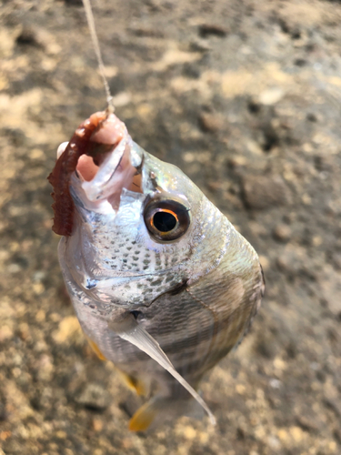 キビレの釣果