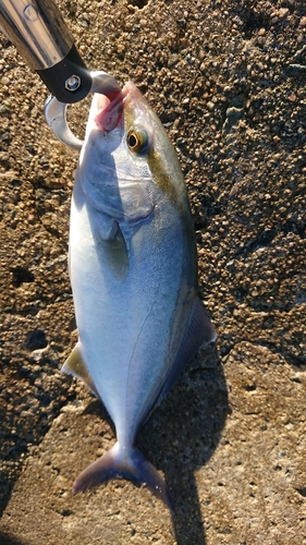 サゴシの釣果