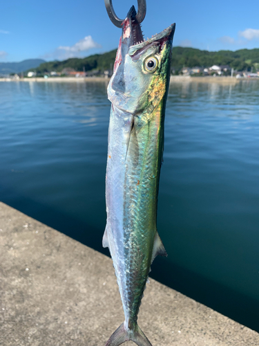 サゴシの釣果