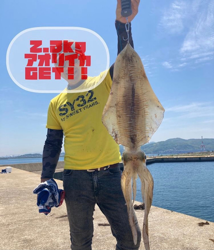 アオリイカの釣果