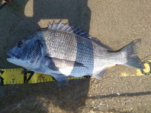 釣果