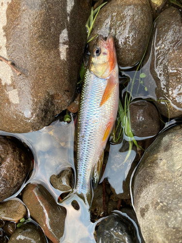 オイカワの釣果