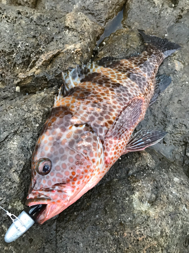 オオモンハタの釣果