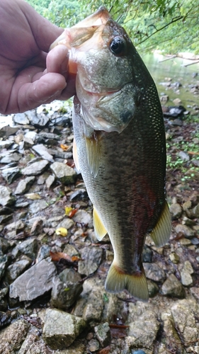 釣果