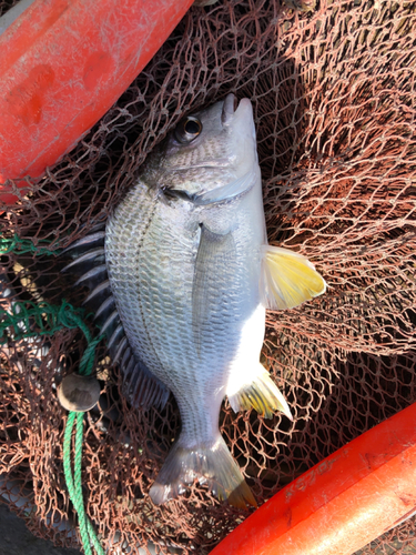 キビレの釣果