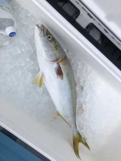 ハマチの釣果