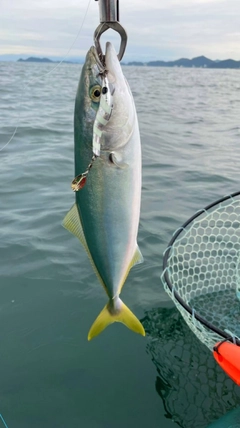 ツバスの釣果