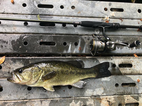 ラージマウスバスの釣果