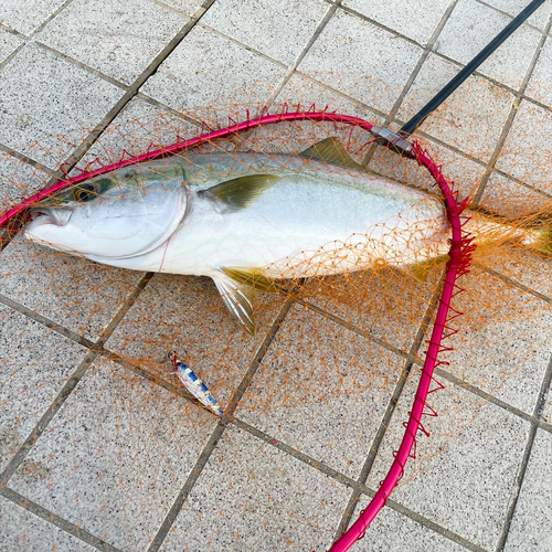 ハマチの釣果