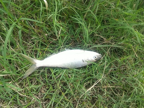 コノシロの釣果