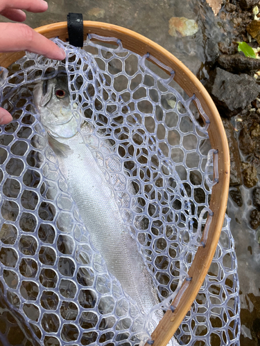 サクラマスの釣果