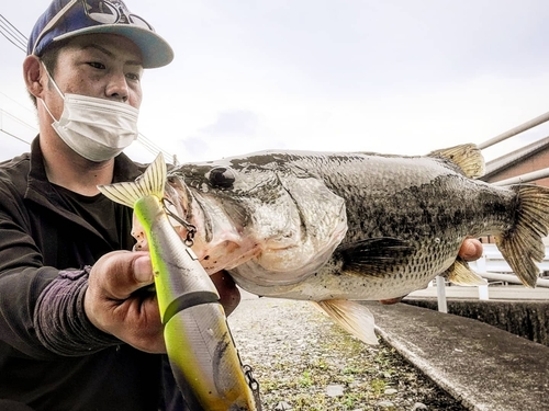 ブラックバスの釣果