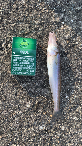 シロギスの釣果