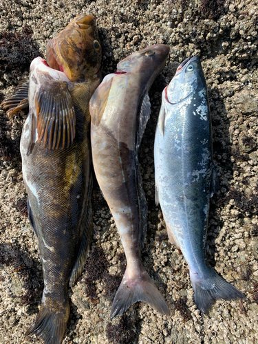 サクラマスの釣果