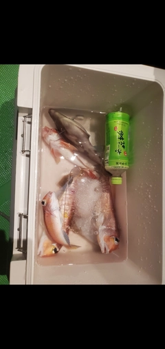 アマダイの釣果