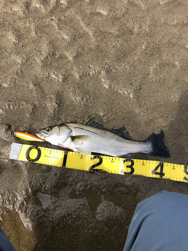 スズキの釣果