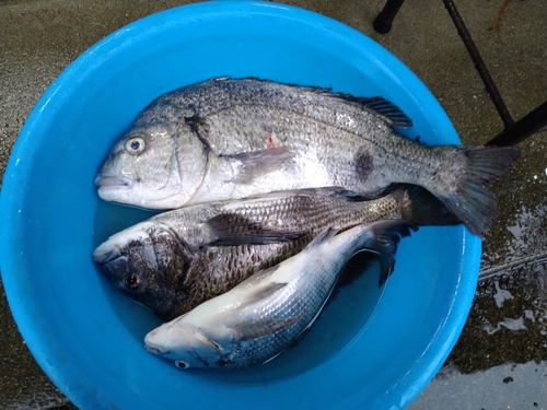 クロダイの釣果