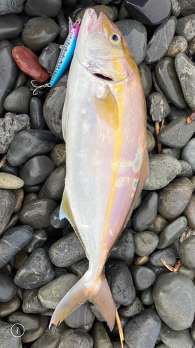 ショゴの釣果