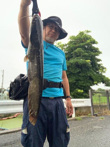 ナマズの釣果